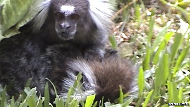 _74104782_compassion2