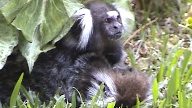 Megható! Így őrzi haldokló párját a selyemmajom – videó