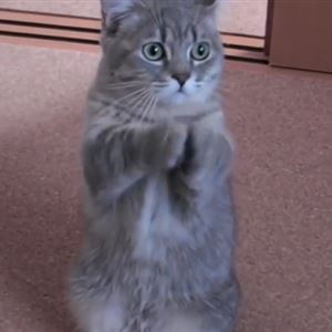 Láttál már macskát kajáért így könyörögni? - videó