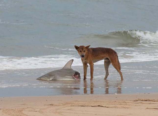 A dingó még a cápára is igen veszélyes lehet