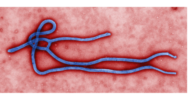 Új ebola vírus