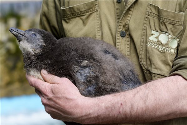 Pápaszemes pingvinek születtek a jászberényi állatkertben