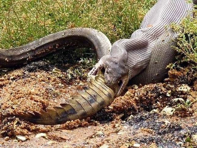 Egy igazán nagy kígyó még a krokodilt is megeszi