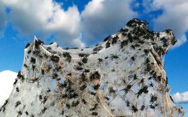 Halálos csípésű pókok hálója
