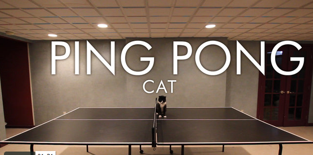 WATCH-Oreo-the-Cat-Plays-Ping-Pong