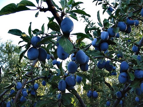 Jó termést ígérnek a gyümölcsösök és szőlőültetvények Bács-Kiskun megyében