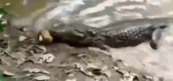 Ez történik, ha elektromos angolnára vadászik egy krokodil! +18 videó