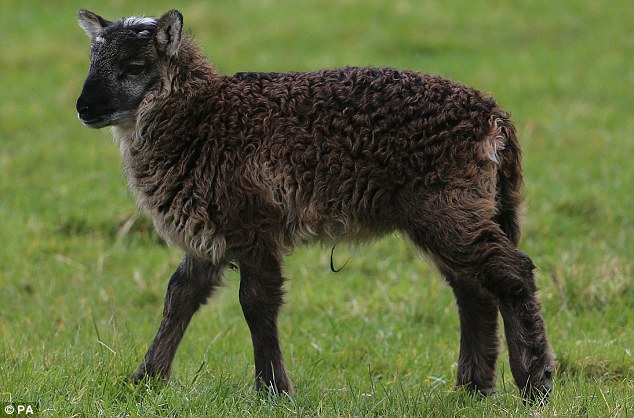 article-2597121-1CD58D5500000578-810_634x418