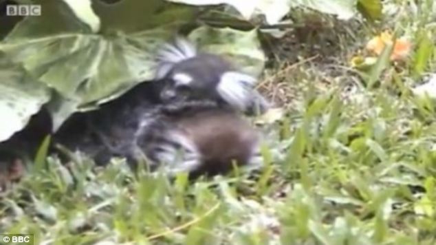 article-2605357-1D21874400000578-635_634x356