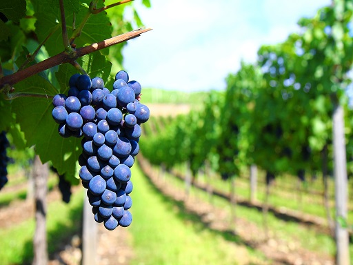 Minden eddiginél több érmet kaptak magyar borászatok Bordeaux-ban