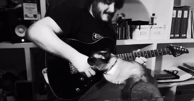 Ezért ne gitározzunk macskával! – videó