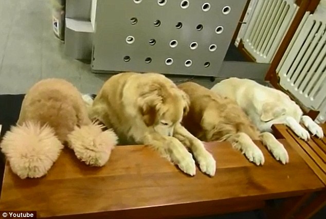 Kína: étkezés előtt asztali áldást mondanak a kutyusok - videó