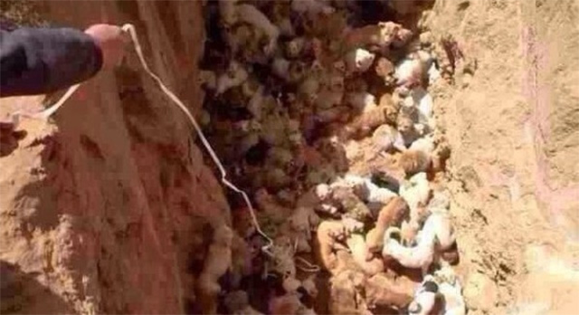 Megrázó képek – élve ástak el 100 kutyát Kínában