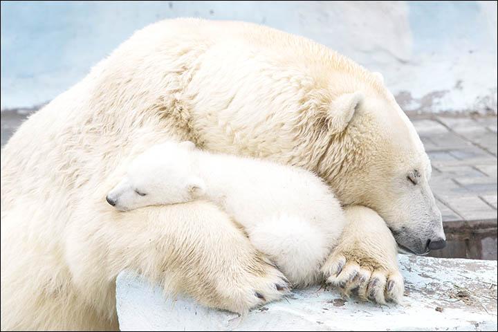 Aranyos fotók a jegesmedvék szeretetéről