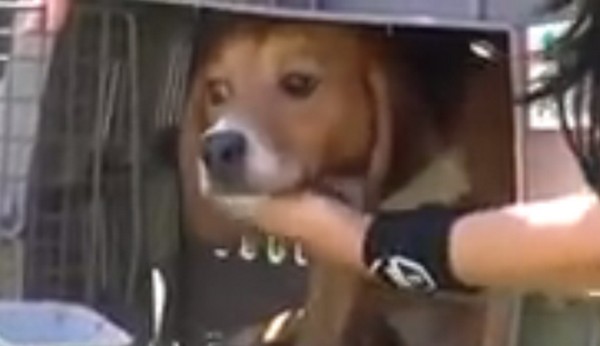 Laboratóriumi Beagle kutyusok életükben most látnak először füvet- videó