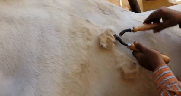 Lószőr nyírás kézzel- videó