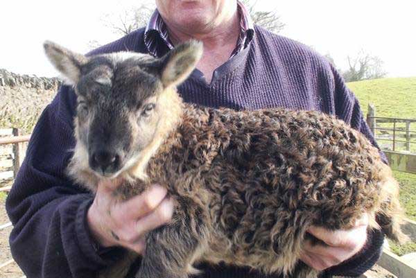 Bizarr hibrid született egy farmon: a kecske-juh! - videó