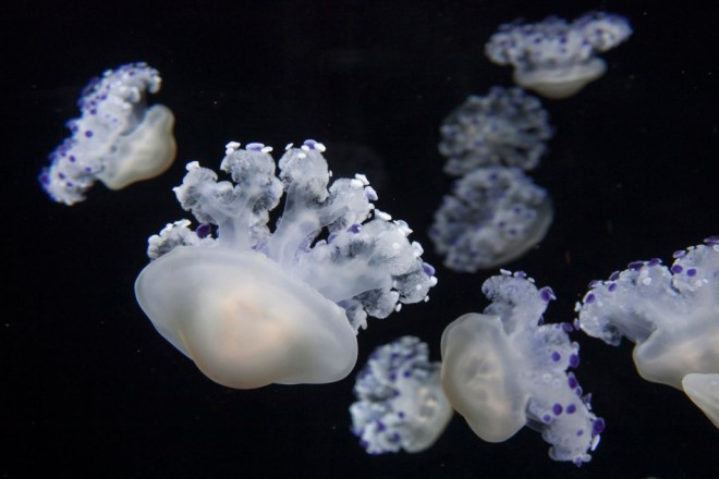 millions-jellyfish-species-monterey-bay-intrigues-onlookers