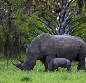 rhinoceros sitting