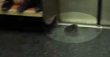Így reagálnak egy patkányra a New York-i metrón! – videó
