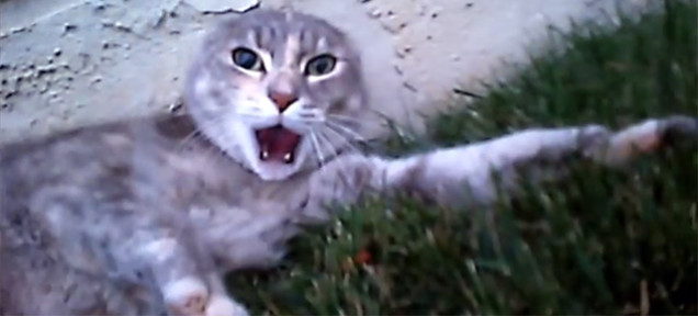 Macskák harca egy macska szemszögéből – videó
