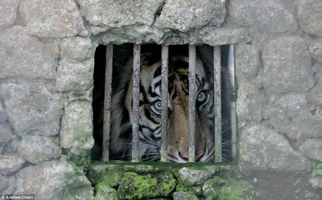 Brutális körülmények egy embertelen állatkertben