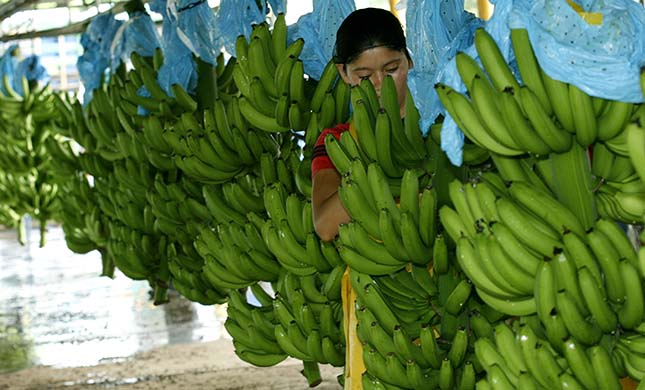 A worker picks up bananas during the packing process on Bananera El Esfuerzo farm in 28 Millas