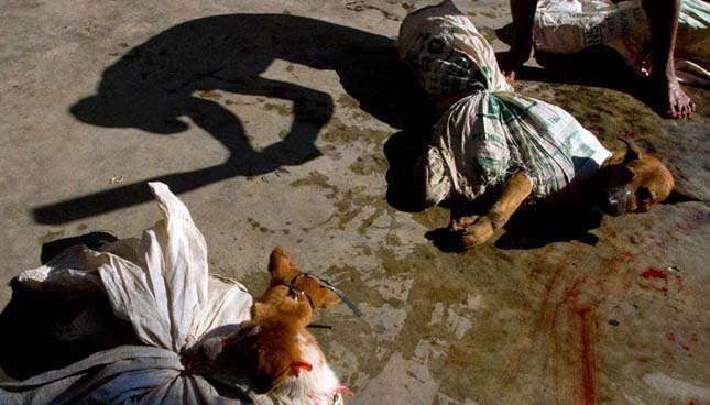 The shadow of a worker using a stick to club a dog before slaughter is seen, at Bambanglipuro village in Bantul