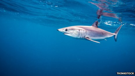 Háromdimenziós nyomtatóval készült cápabőrön vizsgálták a ragadozó bőrének hatékonyságát