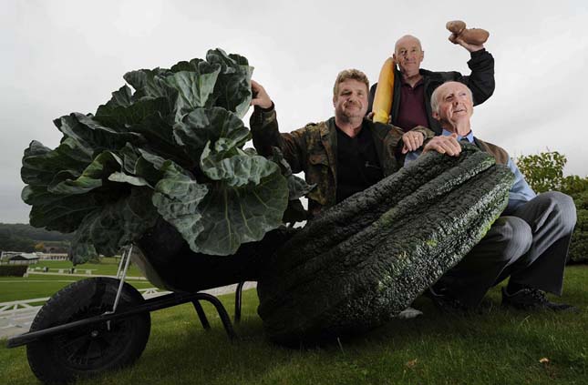 Üvegházi világrekord méretű zöldségek