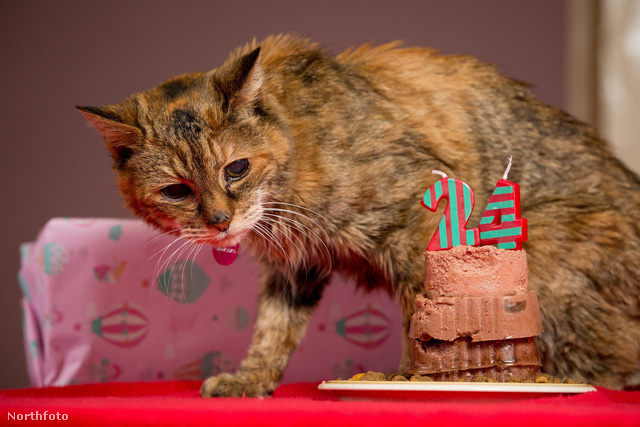 A világ legidősebb macskája emberként 114 éves lenne