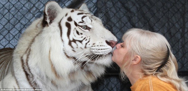 Macskaként tartja két tigrisét egy nő! – képek és videó