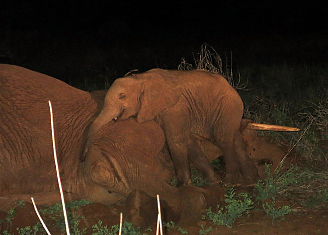 Szívszorító! Halott anyja mellett virrasztott az elefántbébi - videó