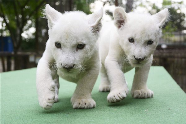 Fehér oroszlánok érkeztek az abonyi állatkertbe