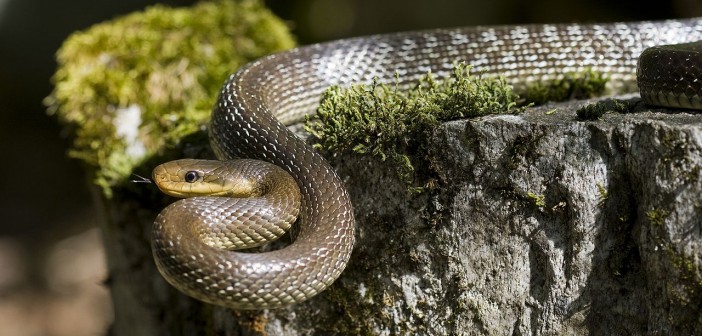 Kétméteres kígyók lepték el London központját