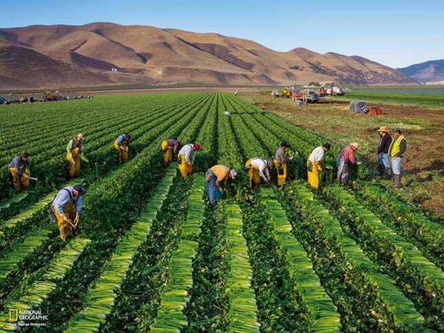 Az USA-ban is van egy kis remény. Közel a megoldáshoz? Salátatermesztés. Így mindent lehetne termesztenei. 