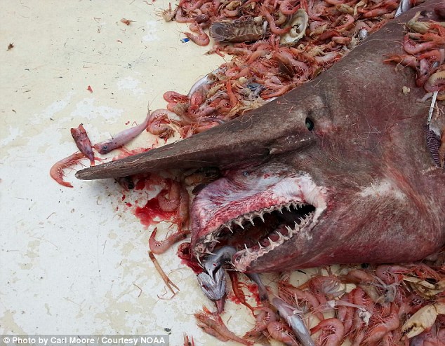 Goblin cápát találtak - a legritkábban látott rózsaszín ragadozó