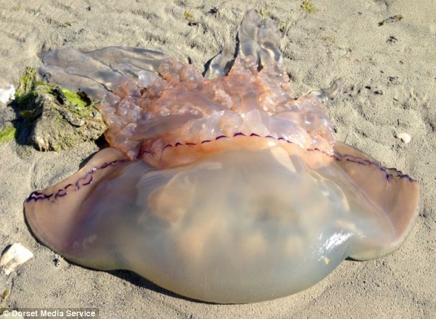 Giga medúzaszörnyet talált egy férfi – fotó