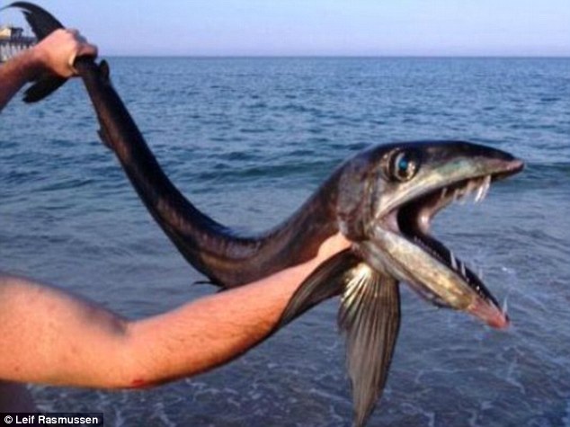 Misztikus kinézetű hal rémisztette meg az embereket 