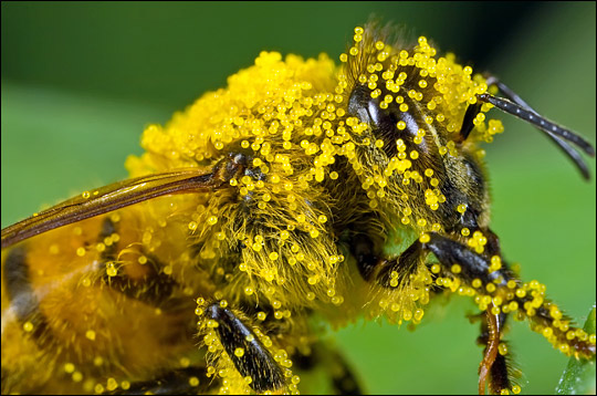 Pollenhelyzet - Emelkedik a pázsitfűfélék és a kora nyári gyomok pollenkoncentrációja