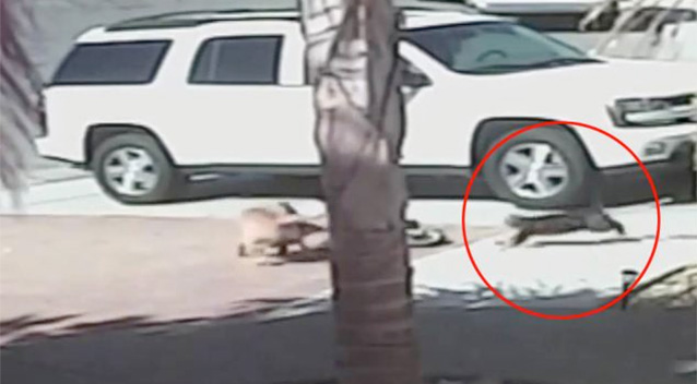 Hős macska mentette meg a négyéves kisfiút egy agresszív kutyától - videó