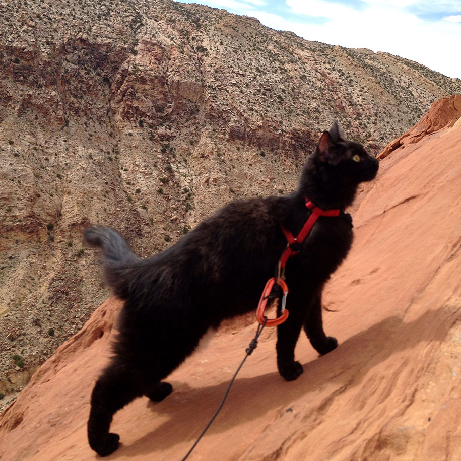 climbing-adopted-cat-craig-armstrong-millie-13