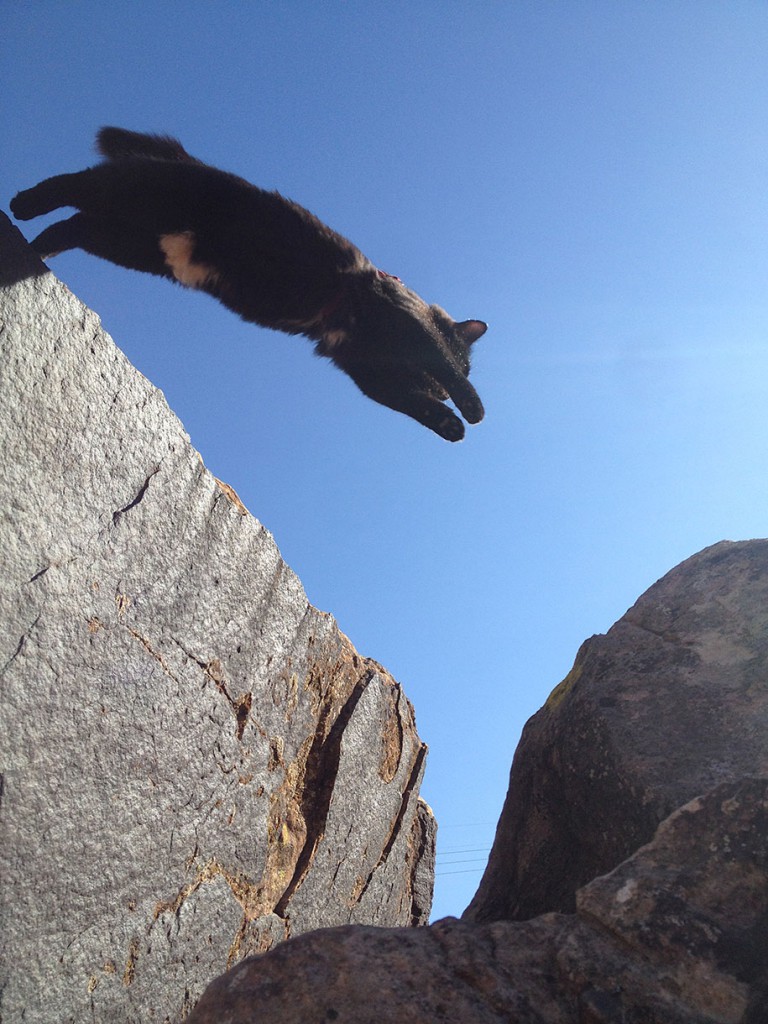 climbing-adopted-cat-craig-armstrong-millie-20