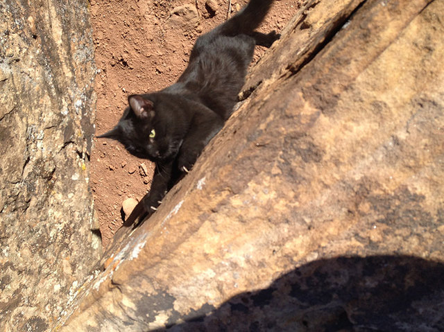 climbing-adopted-cat-craig-armstrong-millie-21_2e711af6b4d638ff16232eeeabfd0b1e
