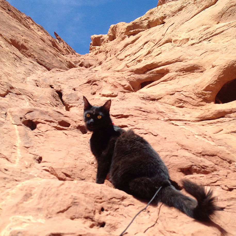 climbing-adopted-cat-craig-armstrong-millie-5
