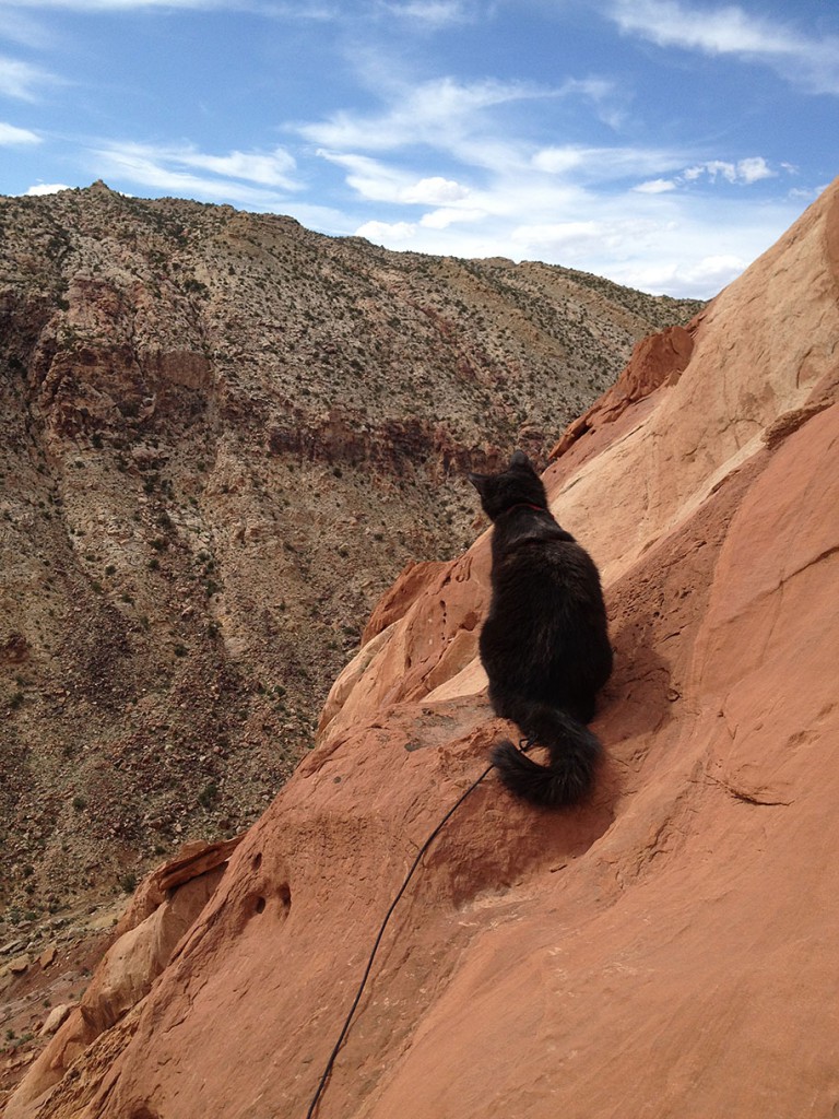 climbing-adopted-cat-craig-armstrong-millie-7
