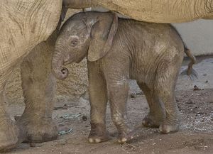 Elefánt bébiket kínoztak a menhelyen