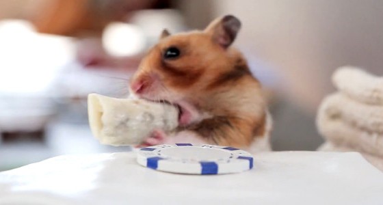 hamster-eating-burrito-elite-daily-600x300-560x300