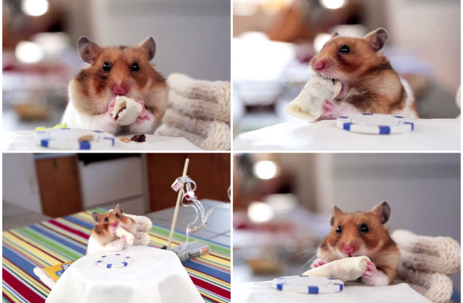 hamster-eating-tiny-burrito-650x425