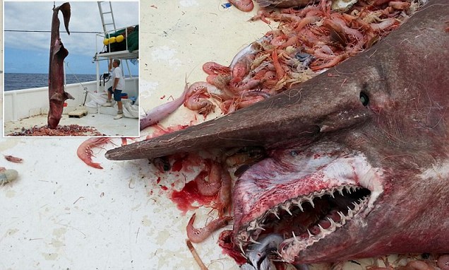 Prehisztorikus cápafogás: floridai rákhalászok a második koboldcápára bukkantak a Mexikói–öbölben - fotók!